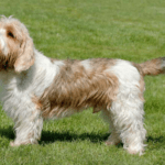 petit-basset-griffon-vendéen