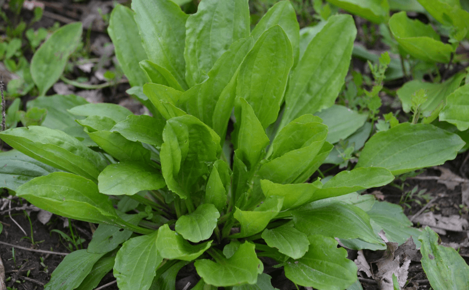 plantain-leaves