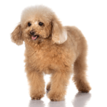 poodle-(toy)