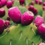 prickly-pear-cactus