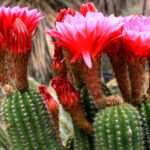 red-torch-cactus