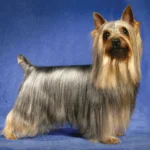 silky-terrier.