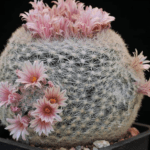 snowball-cactus