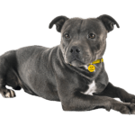staffordshire-bull-terrier
