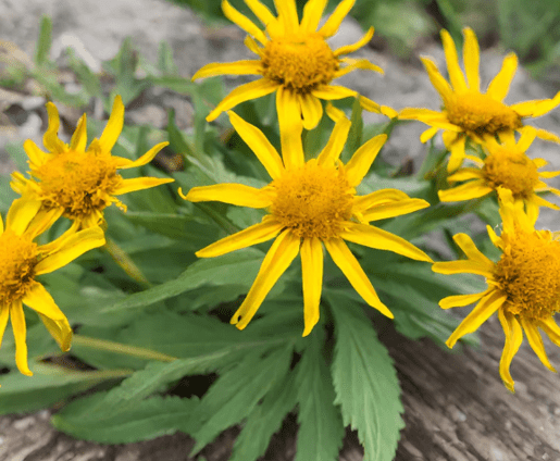 Arnica.