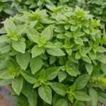 Basil Greek