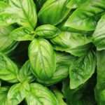 Basil Sweet