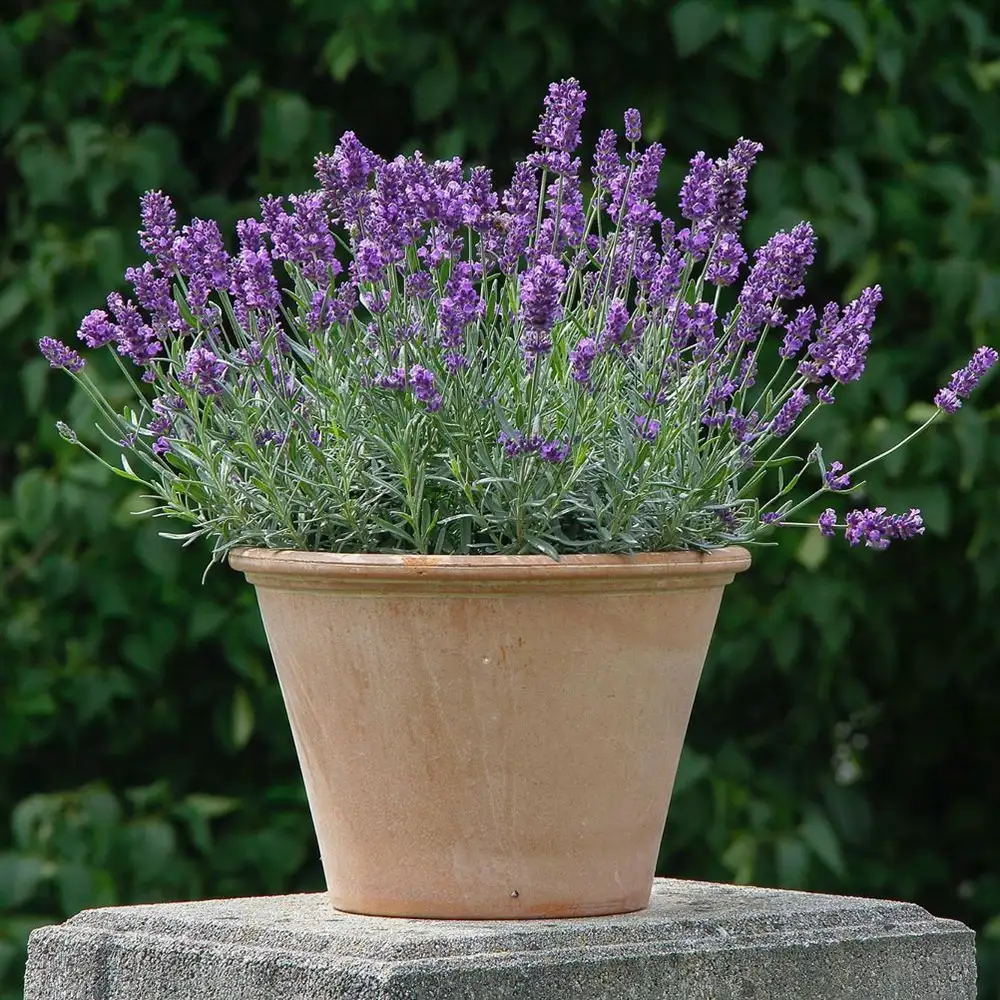 English Lavender