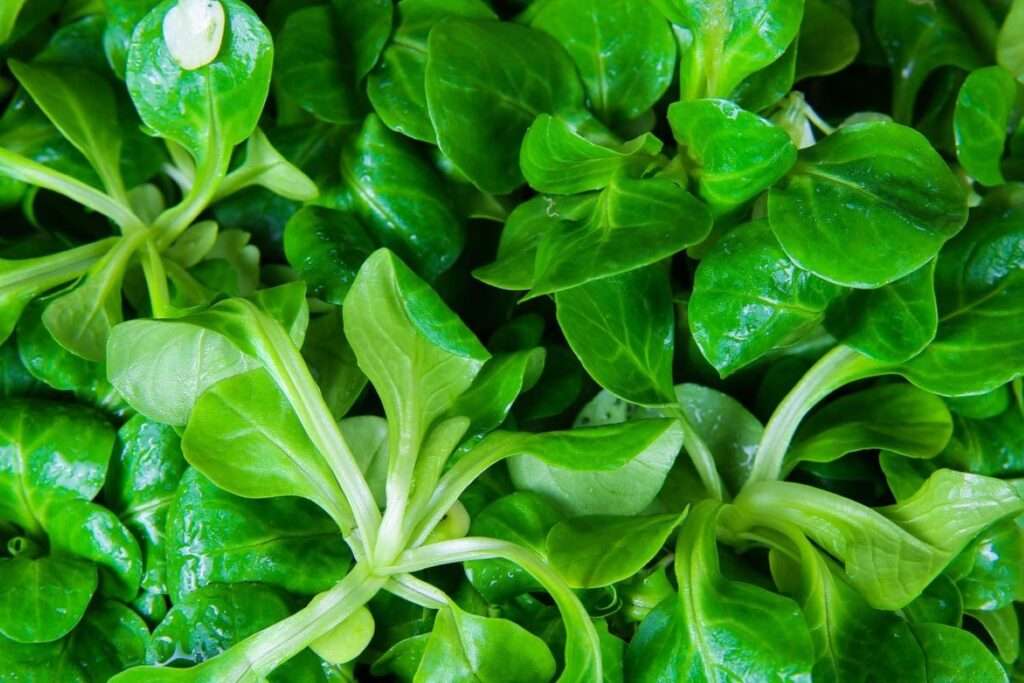 Lamb's Lettuce.