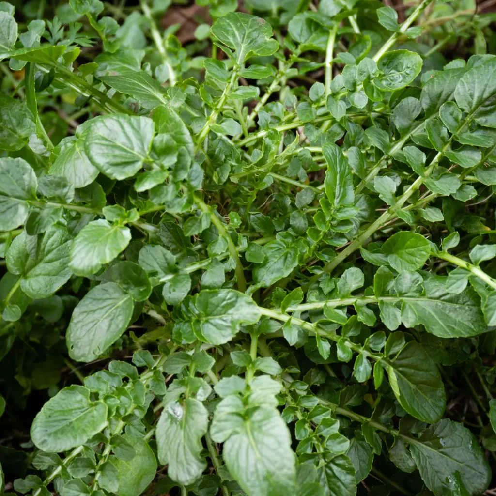 Land Cress.