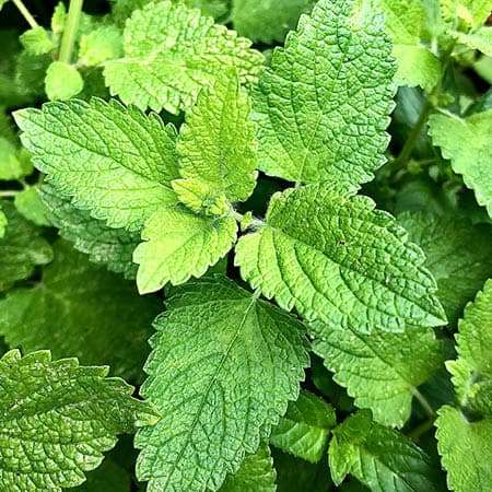 Lemon Balm.