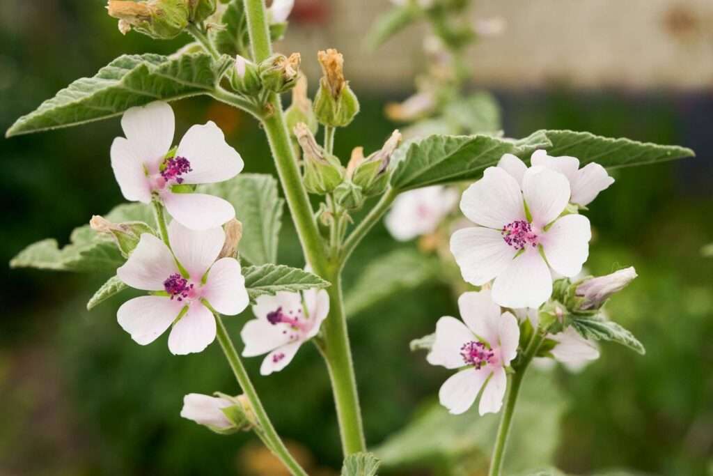 Marsh Mallow