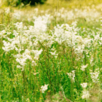 Meadowsweet