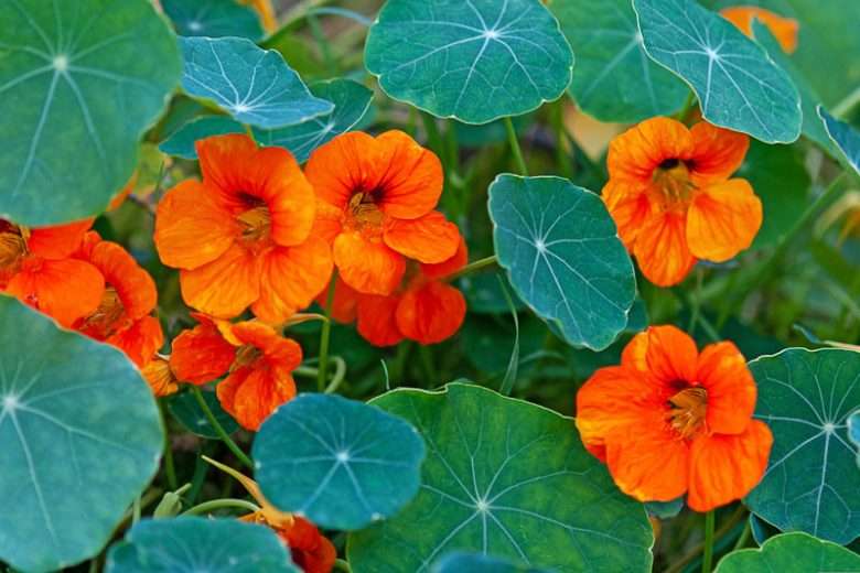 Nasturtium.