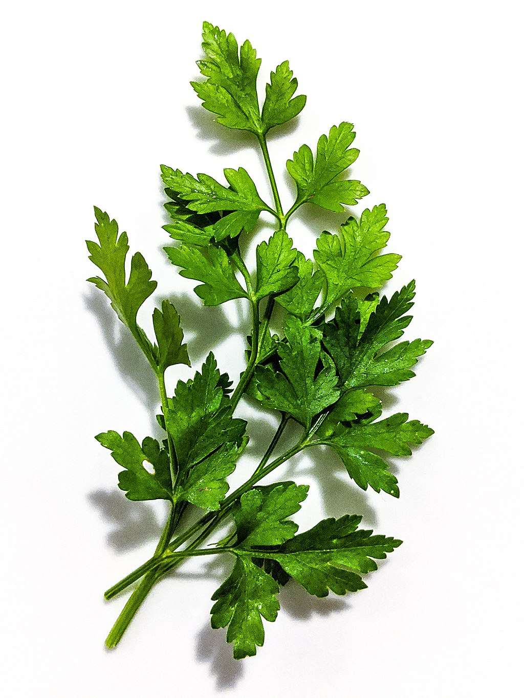 Parsley..