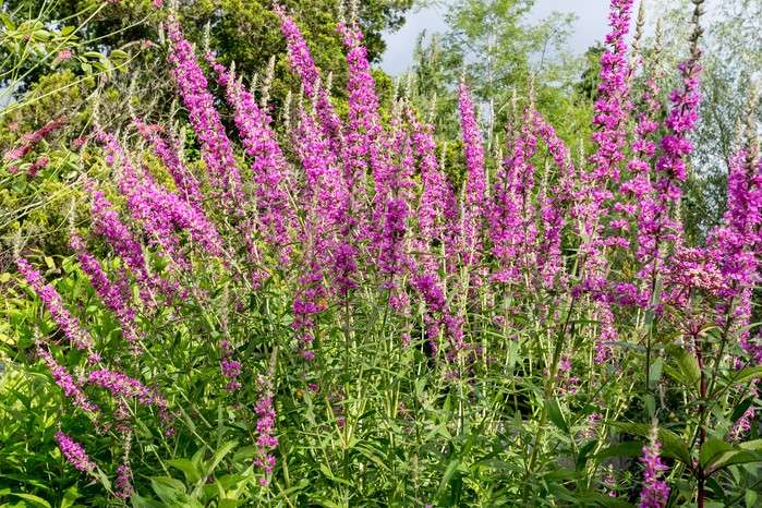 Purple Loosestrife.