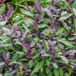 Purple Sage.