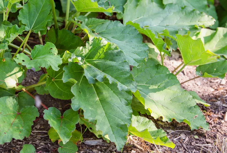 Rhubarb.