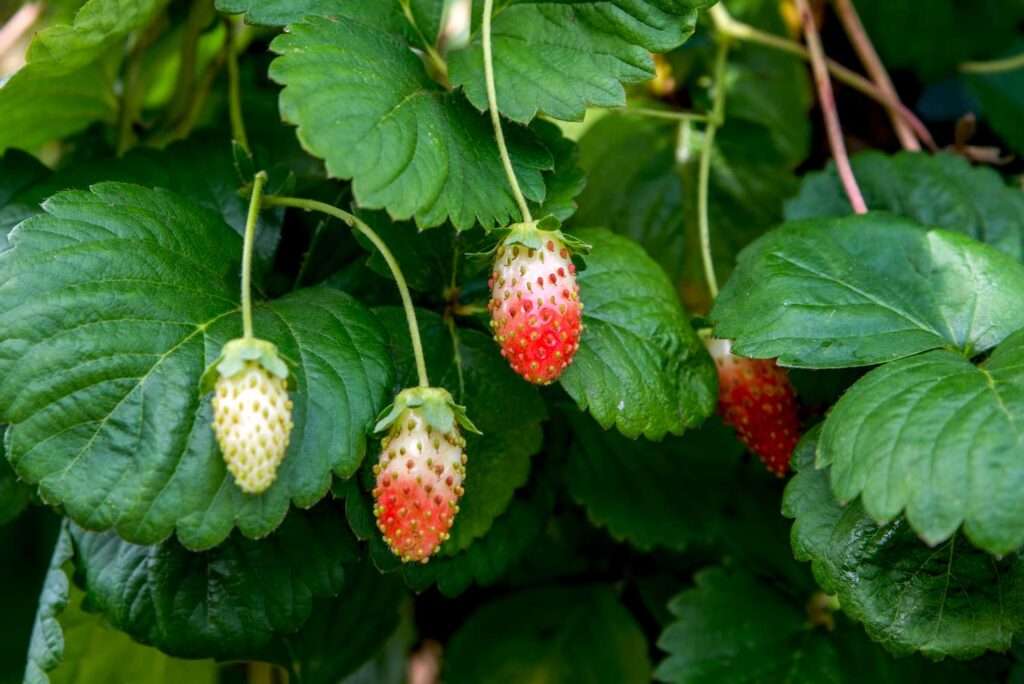 Strawberries.