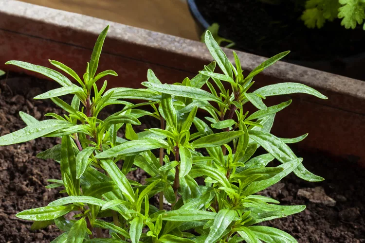 Summer Savory..