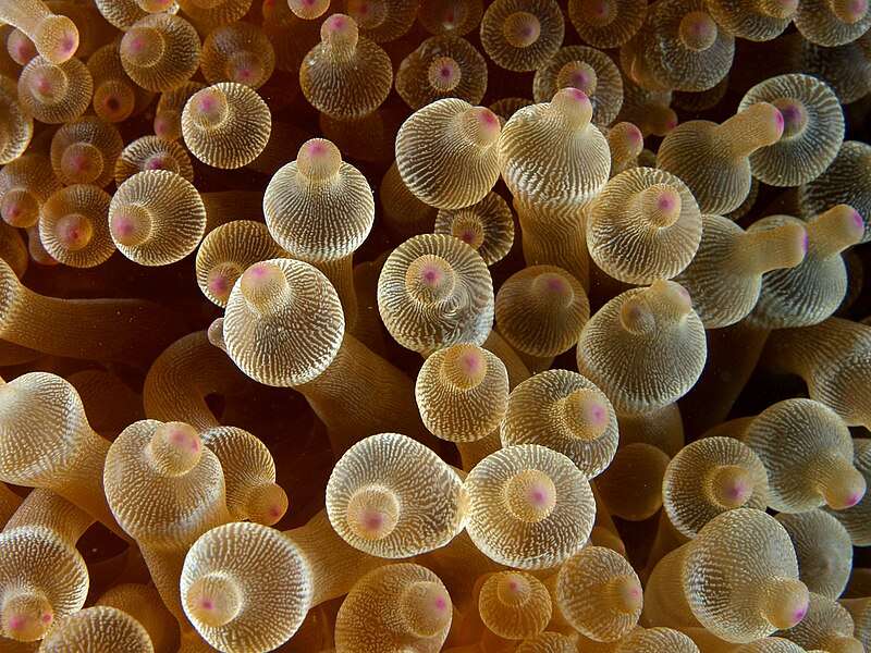 Bubble tip anemone