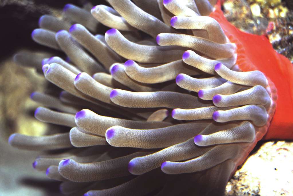 Haitian Reef Anemone.