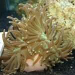 Long Tentacle anemone.