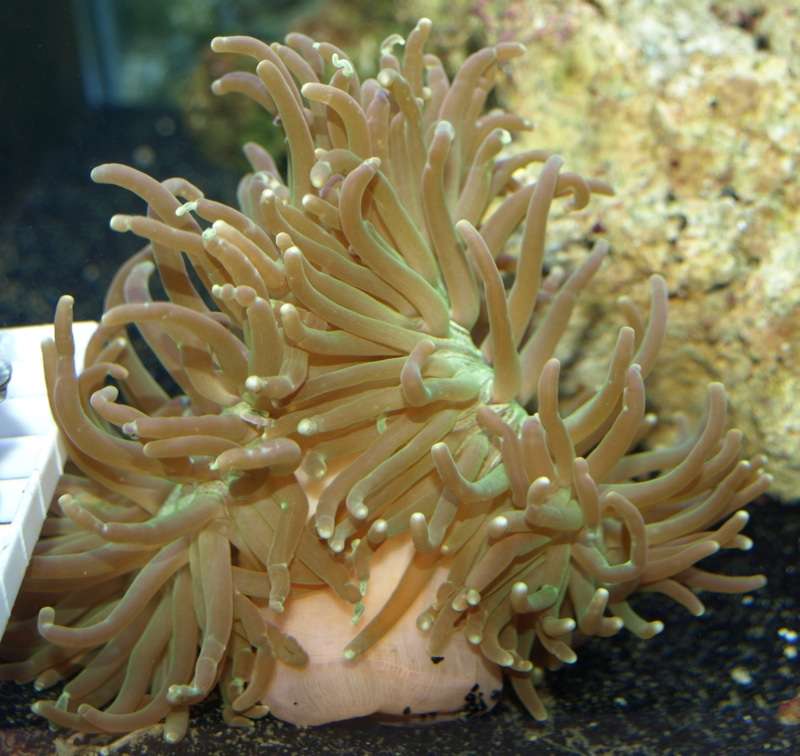 Long Tentacle anemone.