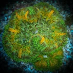 Mini-Maxi Carpet Anemone