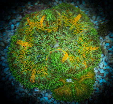 Mini-Maxi Carpet Anemone