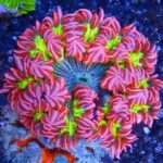 Rock Flower Anemone