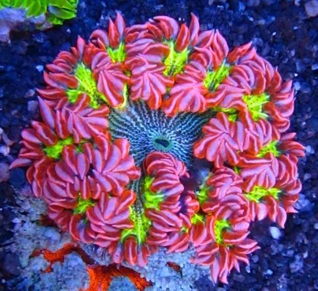 Rock Flower Anemone