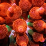 Rose bubble tip anemone