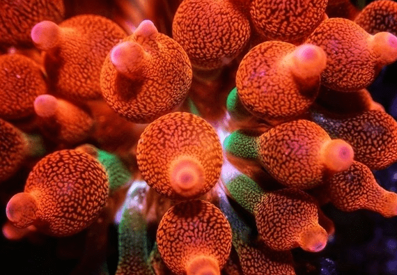 Rose bubble tip anemone