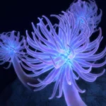 Sea Anemones