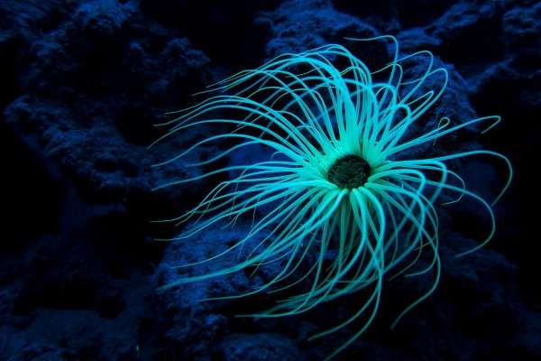 tube anemone.